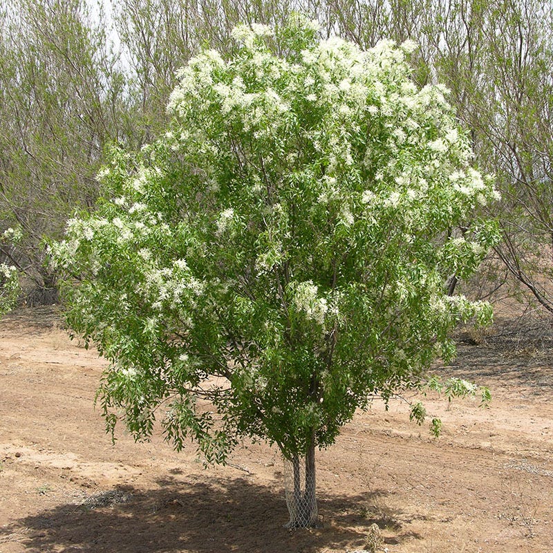 Fragrant Ash (Fraxinus)