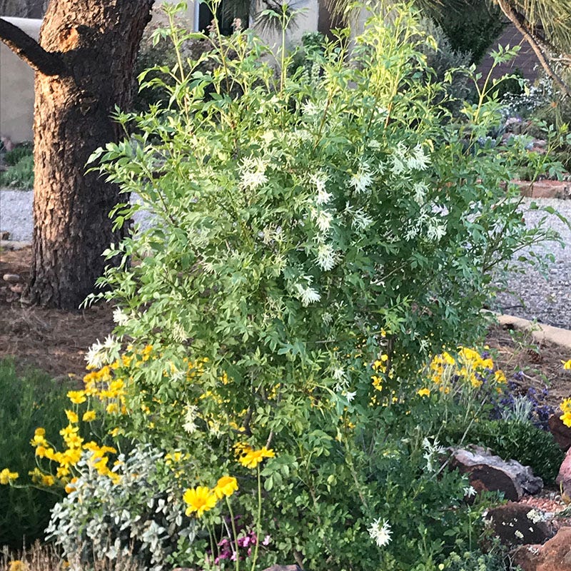 Fragrant Ash (Fraxinus)