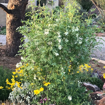 Fragrant Ash (Fraxinus)