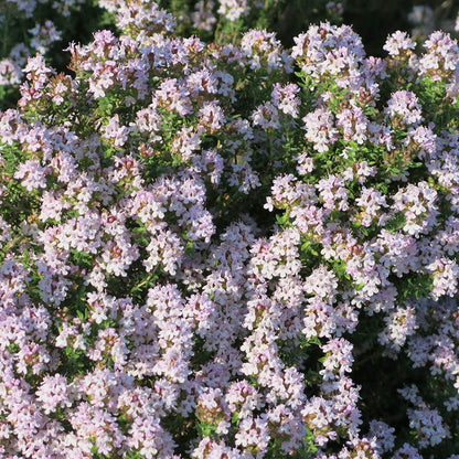 Fredo Garden Thyme