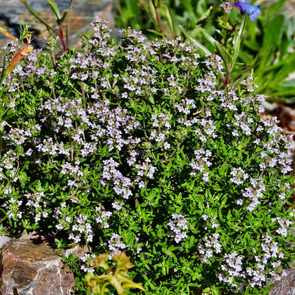 Fredo Garden Thyme