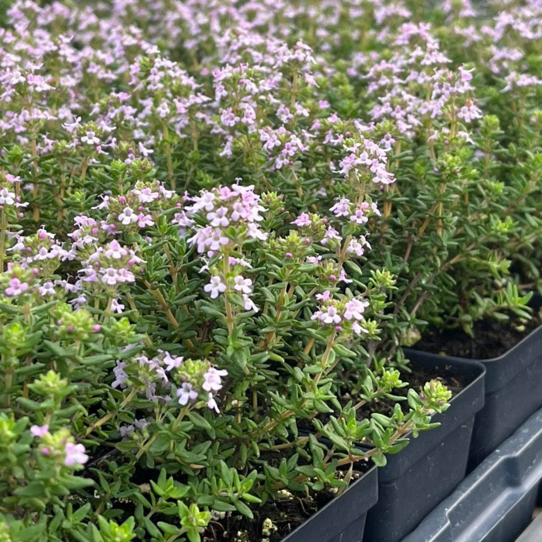 Fredo Garden Thyme