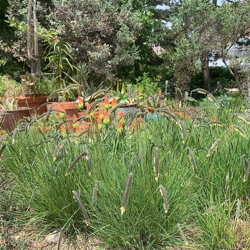 FREEDA® Caterpillar Grass