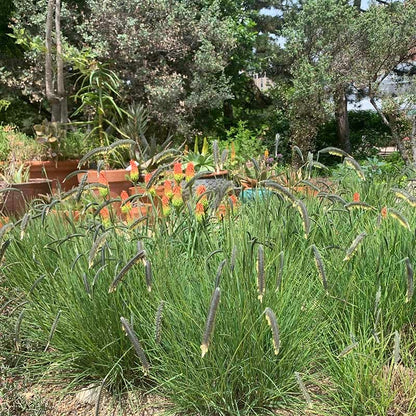 FREEDA® Caterpillar Grass