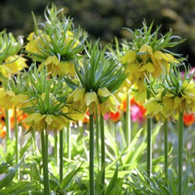 Yellow Crown Imperial