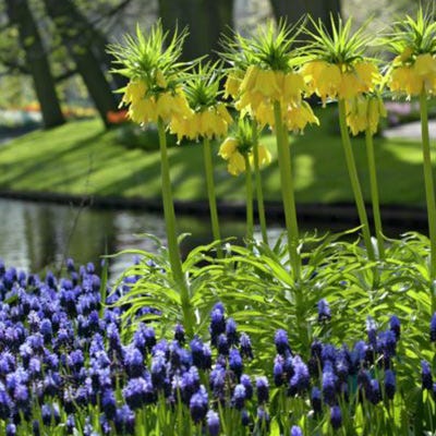 Yellow Crown Imperial