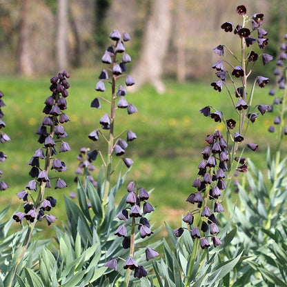 Stranger Than Fiction Flower Bulb Collection