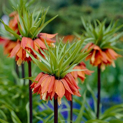 Red Crown Imperial Fritillaria - Thumbnail 3