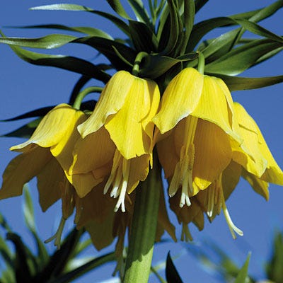 Yellow Crown Imperial
