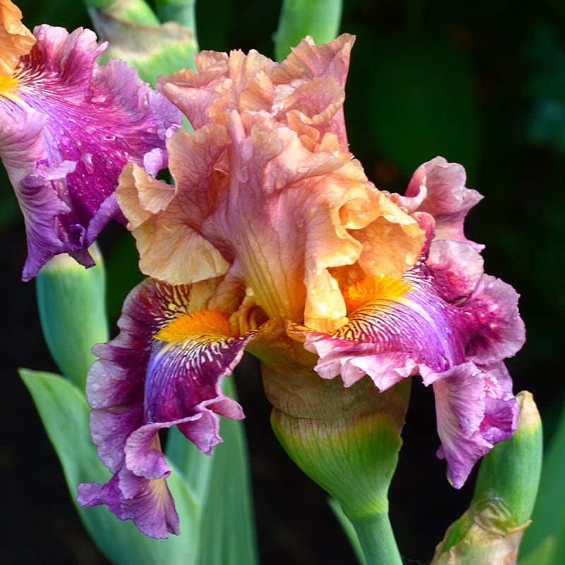 Funday Monday Bearded Iris