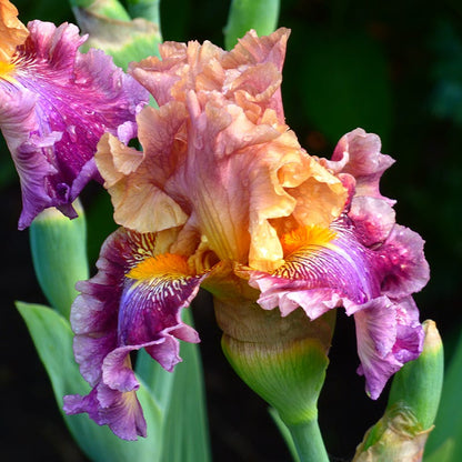 Funday Monday Bearded Iris
