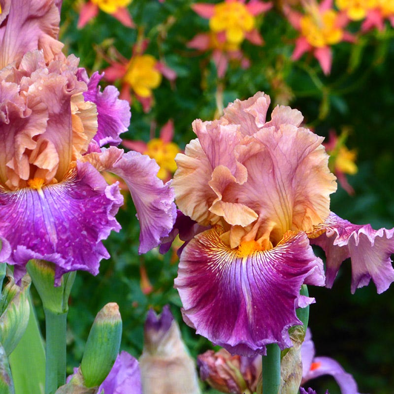 Funday Monday Bearded Iris
