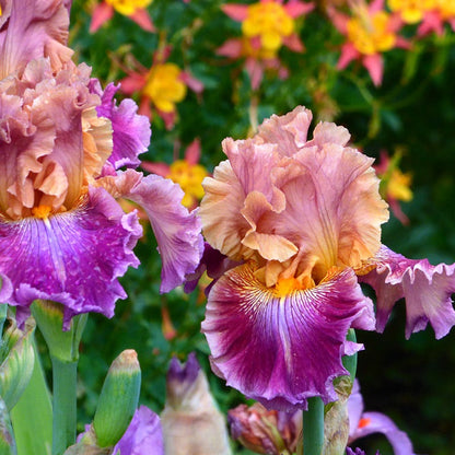 Funday Monday Bearded Iris