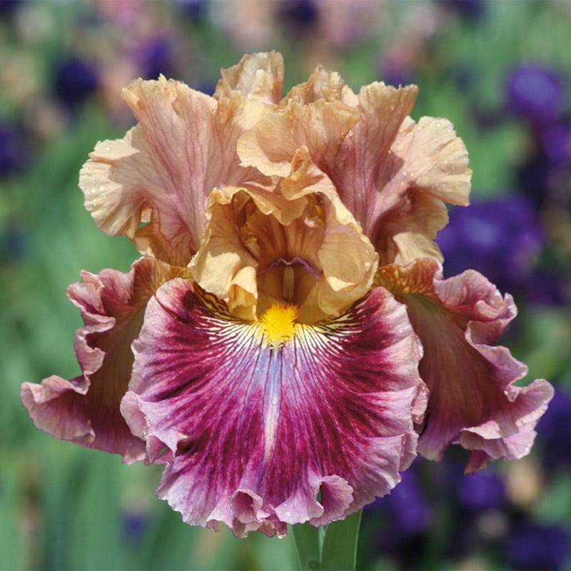 Funday Monday Bearded Iris