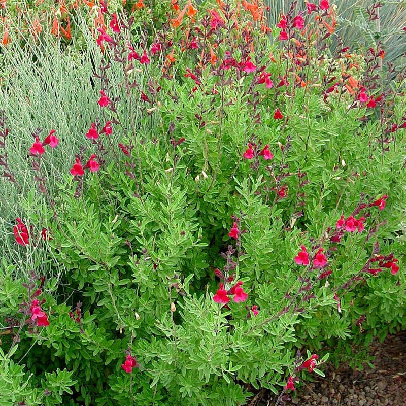 Furman's Red Texas Salvia