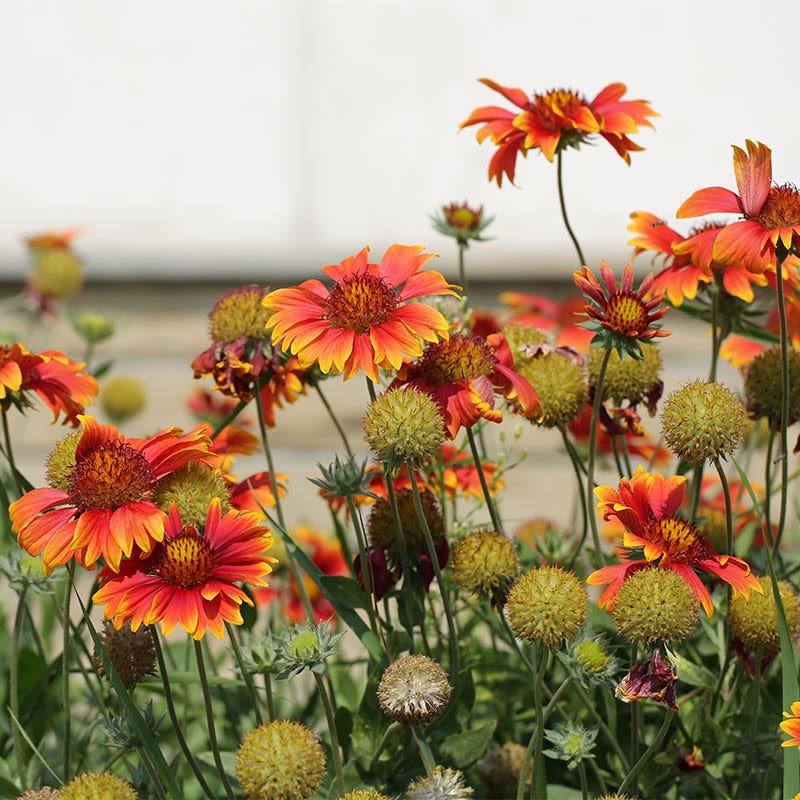 Photo of mature Blanket Flower plant, photo courtesy of Terra Nova Nurseries.
