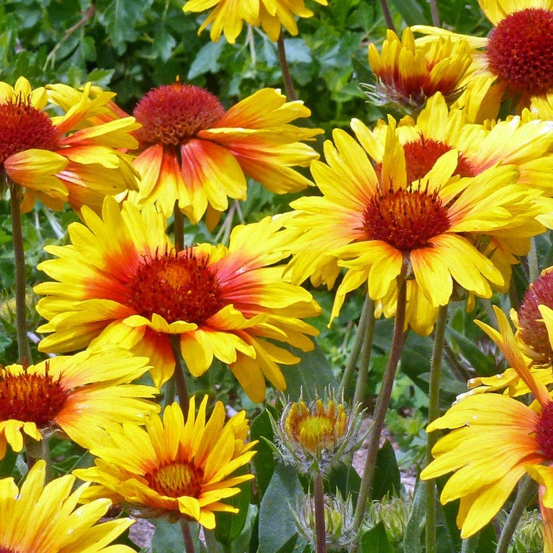 Gaillardia Collection (Blanket Flower) - Thumbnail 3