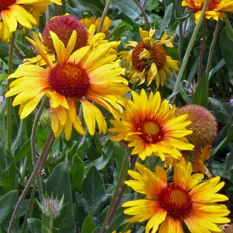 Amber Wheels Gaillardia