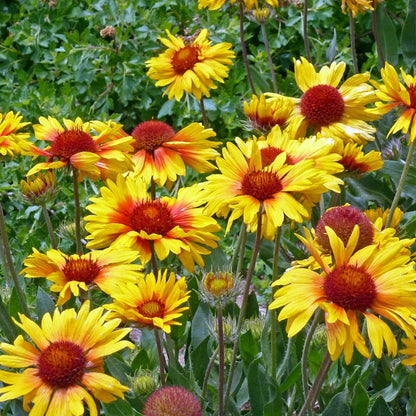 Amber Wheels Gaillardia