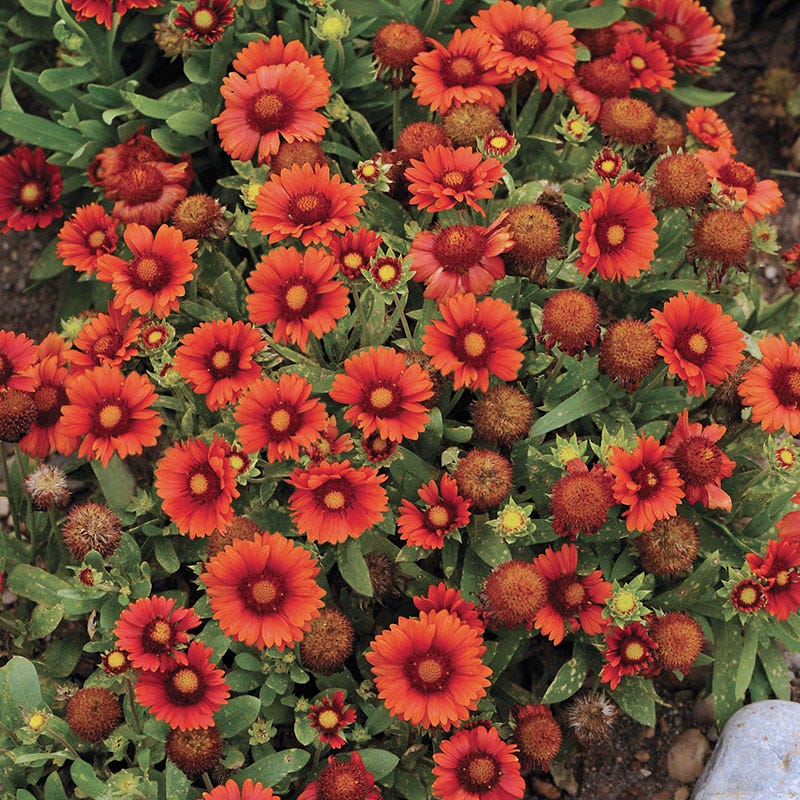 arizona red shades blanket flower seeds Arizona Red Shades Blanket Flower, Gaillardia grandiflora