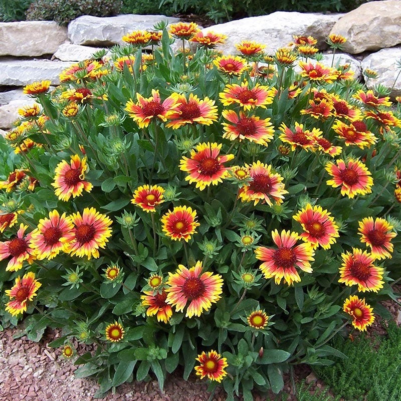 arizona sun blanket flower seeds Arizona Sun Blanket Flower, Gaillardia grandiflora