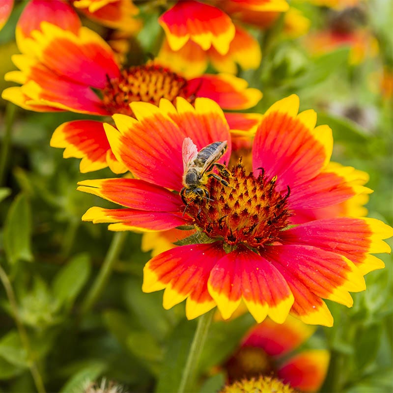 Blanket Flower Seeds, Gaillardia aristata