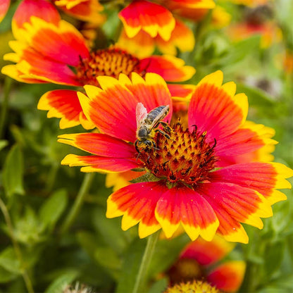 Blanket Flower Seeds (Gaillardia)