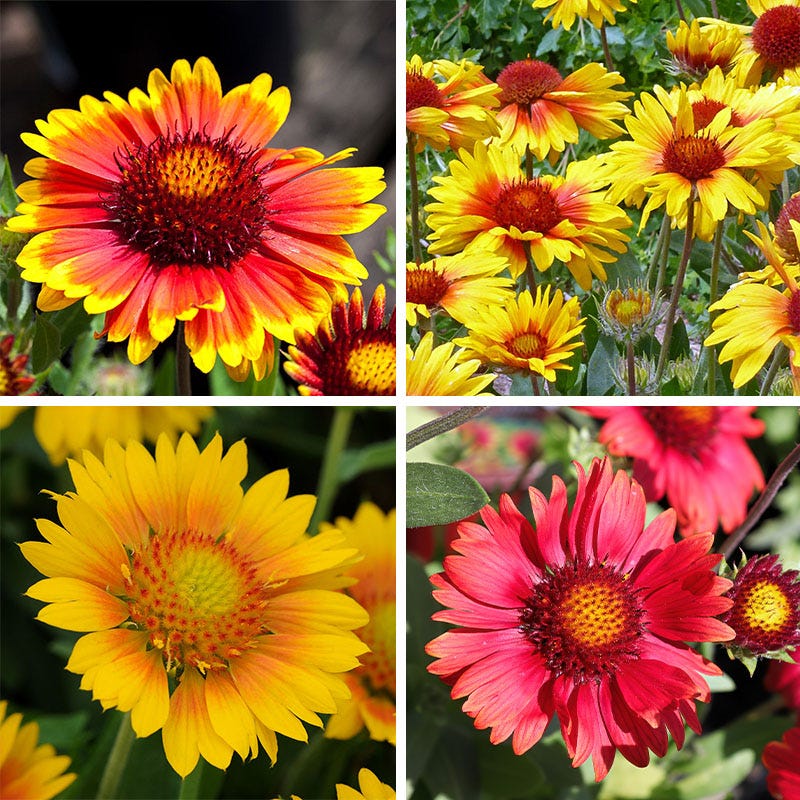 Gaillardia Collection (Blanket Flower)