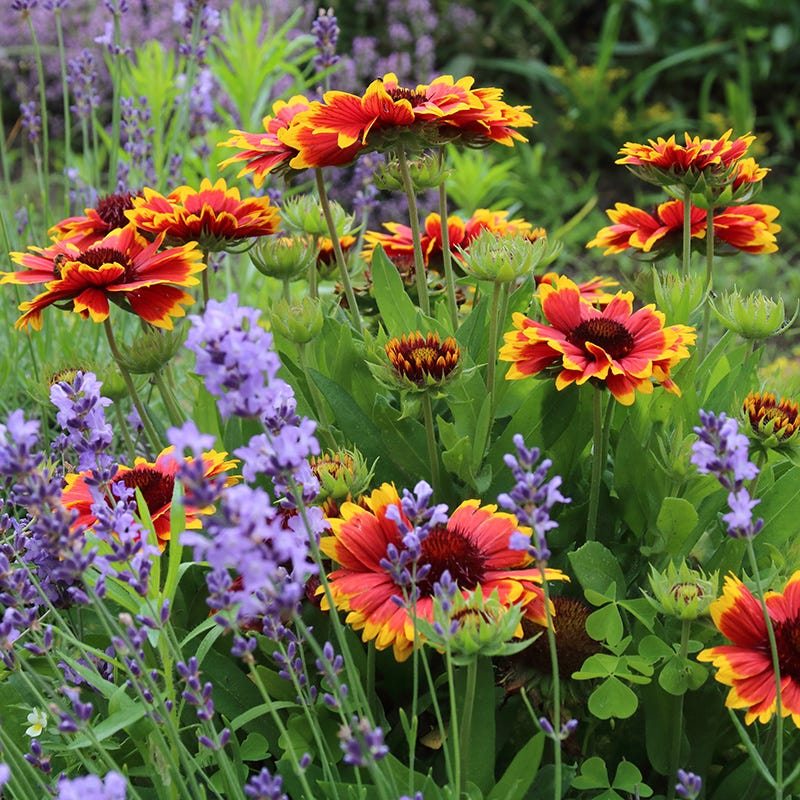 Blanket Flower, Gaillardia Collection High Country Gardens