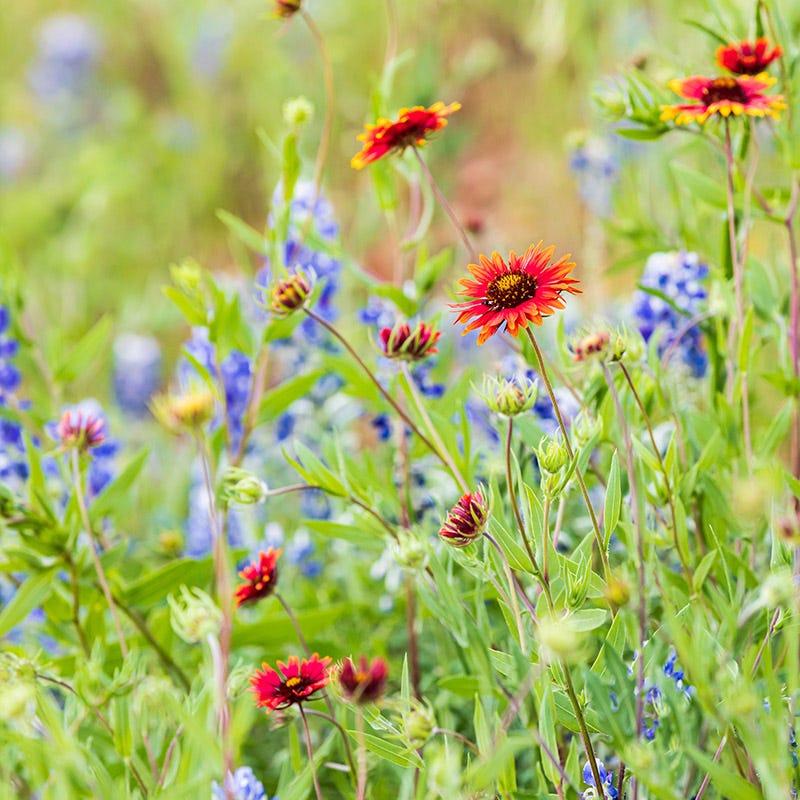 soaking wildflower seeds Fire Restoration Wildflower Seed Mix