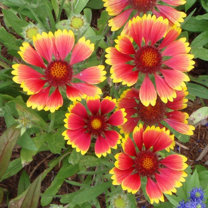 Indian Blanket Seeds (Gaillardia)