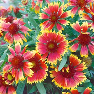 Indian Blanket Seeds, Gaillardia pulchella