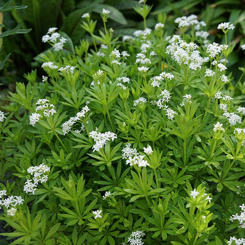 Sweet Woodruff (Galium)