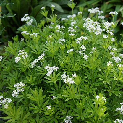 Sweet Woodruff (Galium)