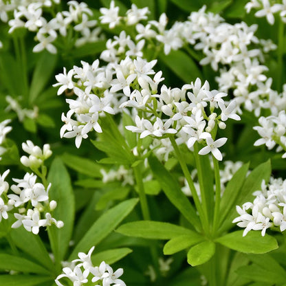 Sweet Woodruff (Galium)