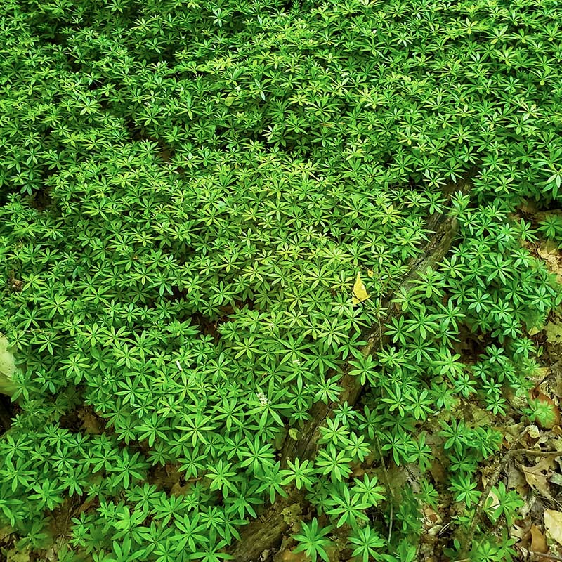 planting sweet woodruff seeds Sweet Woodruff, Galium odoratum