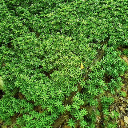 Sweet Woodruff (Galium)