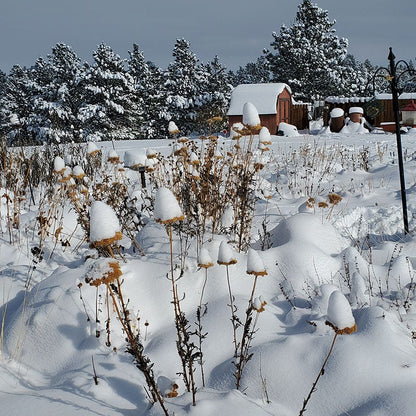 Coronation Gold Yarrow