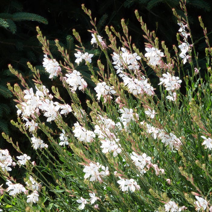 Intermountain Beauty Gaura - Thumbnail 2