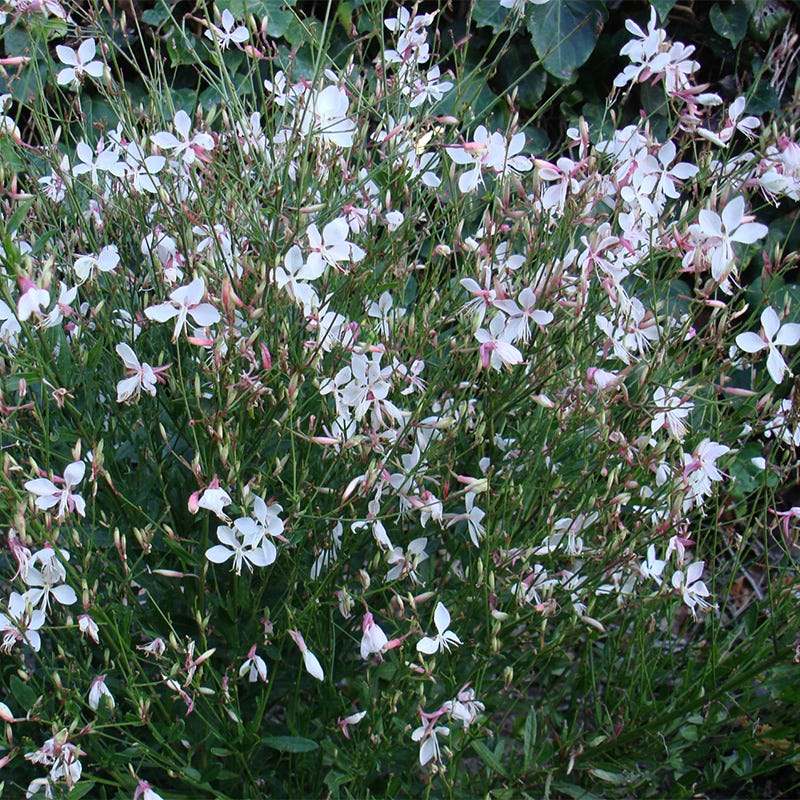 Snow Fountain Gaura