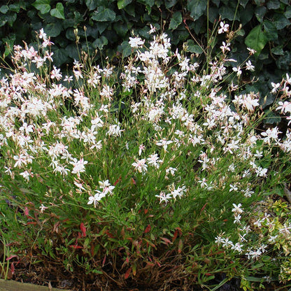 Snow Fountain Gaura