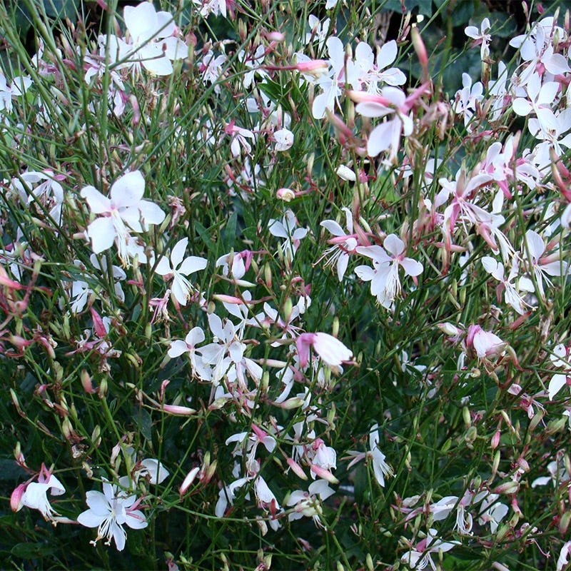 Snow Fountain Gaura