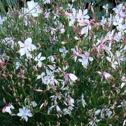 Snow Fountain Gaura