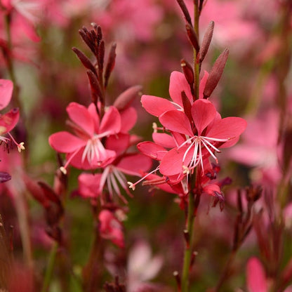 Whiskers Deep Rose Gaura