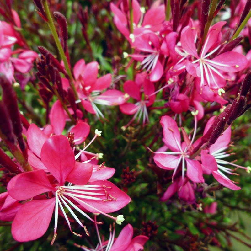 High Country Gardens Whiskers Gaura - Thumbnail 2