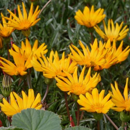 Gazania Butterscotch Baby - Thumbnail 2