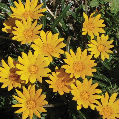Gazania Butterscotch Baby