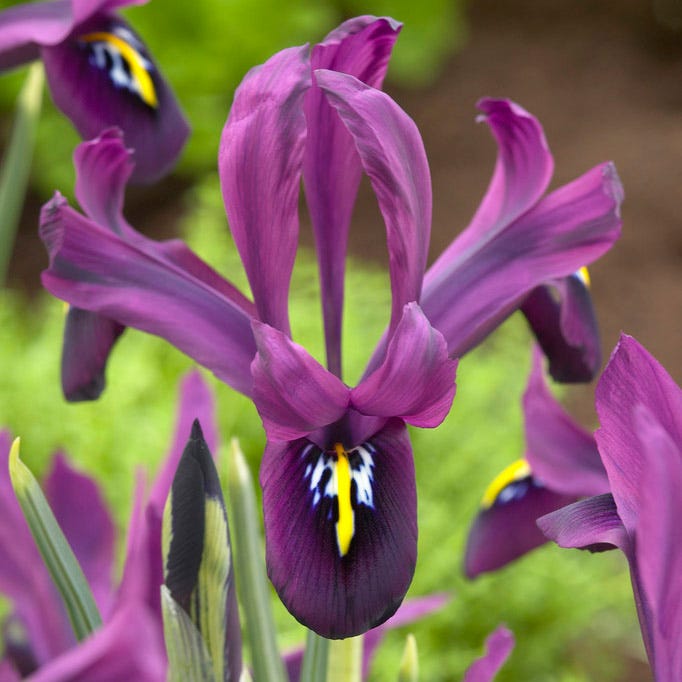 George Mini Iris Bulbs, Iris histrioides George, Specie Iris