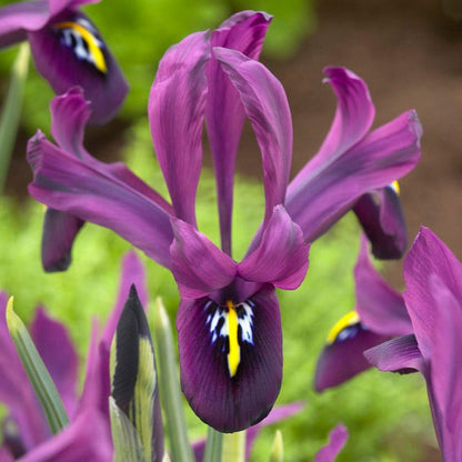 George Specie Iris (Mini Iris)