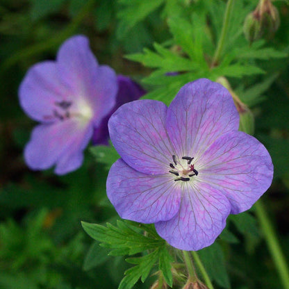 geranium johnson's blue seeds Johnson's Blue Cranesbill, Geranium Johnson's Blue